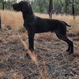 Abba - German Wirehaired Pointer