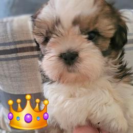 Anthony - Black gold and white male Shih Tzu puppy in Corona, California from Trinity Shihtzu's So Calif