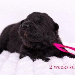 Pink Collar - Black female German Shepherd puppy in Plumas Lake, California from Zwinger Vom Greifjäger