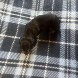 Daffy - Black male Dachshund puppy in Wappapello, Missouri from Kandb Dachshunds