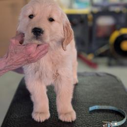 Tractor - Golden male Golden Retriever puppy in Cody, Wyoming from Bliss Creek MTN Meadows