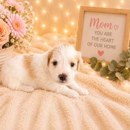 Arlo - Yellow and white male Bernedoodle puppy in Myrtle Beach, South Carolina from Colorful-K9'S