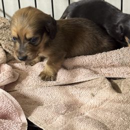 Cream sable male - Sable male Dachshund puppy in Glen St Mary, Florida from Little Pawz, LLC