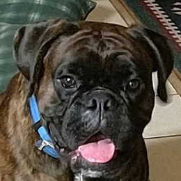 Krom - Boxer