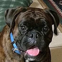 Krom - Boxer