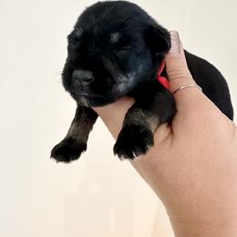 Red Boy - Black and silver male Miniature Schnauzer puppy in Floyd, Virginia from Little River Puppies