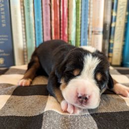 Blue Boy (Sawyer) - Black, white and red male Greater Swiss Mountain Dog puppy in Edinboro, Pennsylvania from Greater Swiss of Whitetail Acres