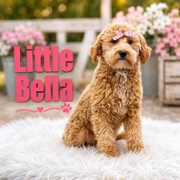 Bella - Goldendoodle