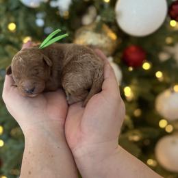 Green - Apricot male Goldendoodle puppy in Meridian, Idaho from Goldendoodle of Idaho