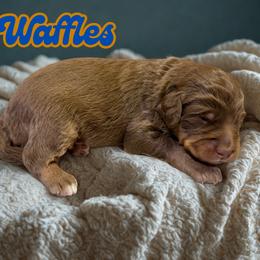 Waffles - Sable male Aussiedoodle puppy in Ellenburg Center, New York from Kristin's Puppies