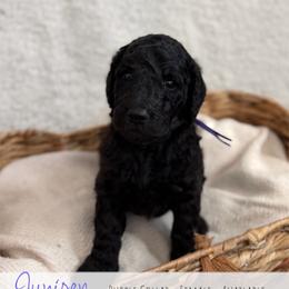 Purple girl - Black female Goldendoodle puppy in Carthage, Tennessee from Willows Doodles
