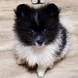 Mindy - Black parti female Pomeranian puppy in Forsyth, Illinois from Amazing Grace Pomeranians