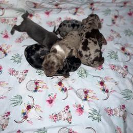 Dachshund Puppies from Camacho_Dachshunds