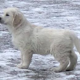 Golden Retriever Puppies from Dune Grass Goldens