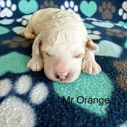 Mr Orange - Cream male Goldendoodle puppy in Lowville, New York from Valley View Doodles