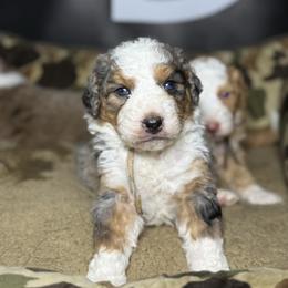 SAVAGE - Tri-color male Bernedoodle puppy in Corpus Christi, Texas from The Henke Doodles
