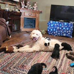Aussiedoodle Puppies from Lotadoodle Farms
