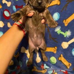 Dachshund Puppies from M's puppy love