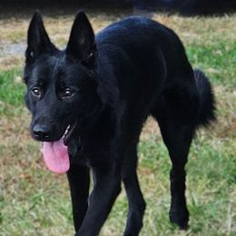 Nova - German Shepherd