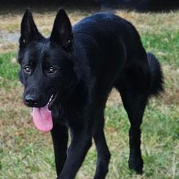 Nova - German Shepherd