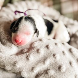 Skunk - Tri-color female Cavapoo puppy in Idaho Falls, Idaho from Freckle Paw Family