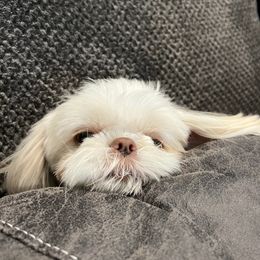 Miwa - Shih Tzu