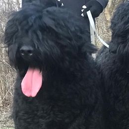 Shuri - Black Russian Terrier