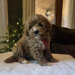 Red Collar Bear - Red  male Goldendoodle puppy in Bristol, Tennessee from 4goldendoodles