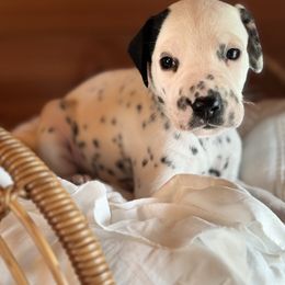 Male Picking spot 4 - White and black male Dalmatian puppy in Hawkins, Texas from Snow Dalmatians