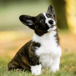 Cardigan Welsh Corgis from K9 Pawzbilities