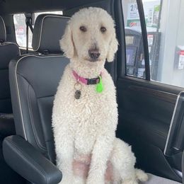 Goldendoodles from Hannah Mae Doodles