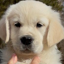 Sweet Pea - Light golden female Golden Retriever puppy in Hagerstown, Maryland from Pinewood Acres Goldens