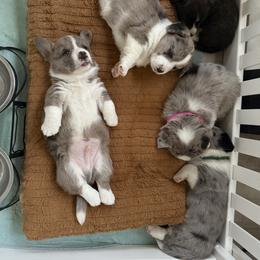 Cardigan Welsh Corgi Puppies from Squires Corgi Cottage