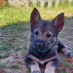 Swedish Vallhund Puppies from Windstorm dogs