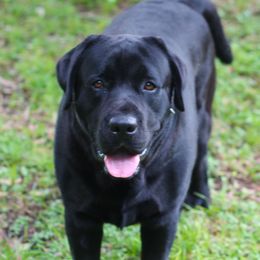 Koda - Labrador Retriever