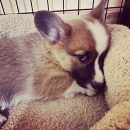 Pembroke Welsh Corgi Puppies from Patton's Pasture