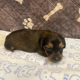 ZOEY- CKC REGISTERED FULL RIGHTS - Black female Dachshund puppy in Elizabethtown, Kentucky from Teeny Tiny Puppy Tails