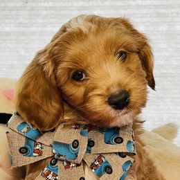 Australian Labradoodle Puppies from Eagle Ridge Australian Labradoodles