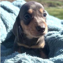 Blue - Blue and tan male Dachshund puppy in Cottage Grove, Oregon from Freckled Roots Farm Dachshunds