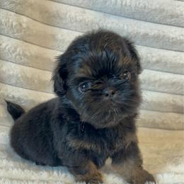 SB Luna - Black and tan female Shih Tzu puppy in Elgin, South Carolina from Silver Bells Paw Prints
