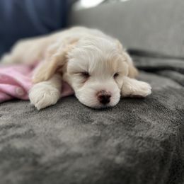 Chinese Crested Puppies from Rose’s Chinese Cresteds