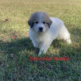Great Pyrenees Puppies from Sweet Land of Liberty
