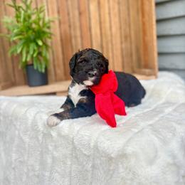 Summit - Sable male Bernedoodle puppy in Buda, Illinois from Hamilton Farm Doodles