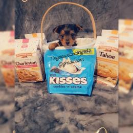 Biewer Terrier, Poodle, and Yorkshire Terrier Puppies from Tiny Paws Luxury Pets