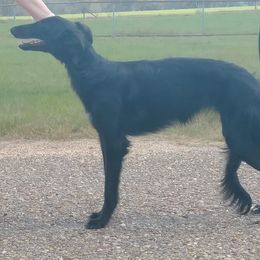 Borzoi and Silken Windhound Puppies from Avalon