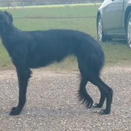 Borzoi and Silken Windhound Puppies from Avalon