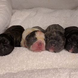 French Bulldog Puppies from Scrumptious Paws