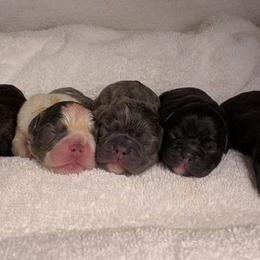 French Bulldog Puppies from Scrumptious Paws