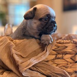Jack - Fawn male French Bulldog puppy in Hudsonville, Michigan from Willow Farm