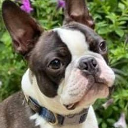 Boston Terrier Puppies from Big Sky Bostons